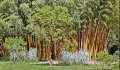 bambouEnProvence (23K)
