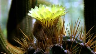 Thuringen Jena, botanische tuinen