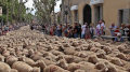 transhumance (20K)