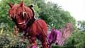 Zundert Bloemencorso